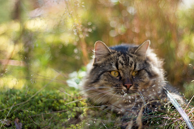 norsk skogkatt
